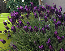Lavendel