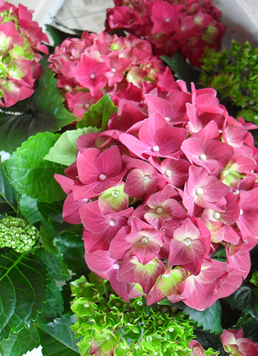 Rosa Hortensie