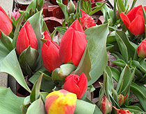 Blumenstrauß